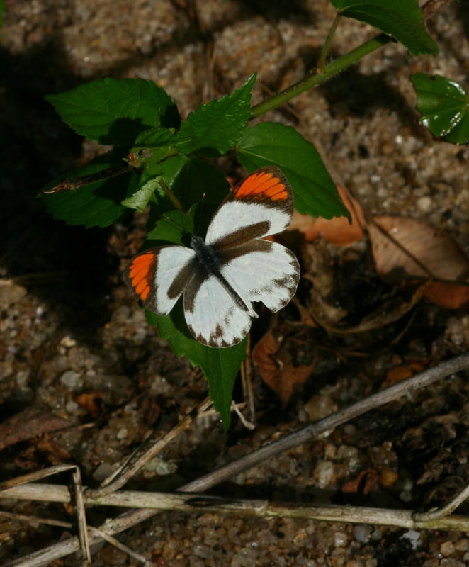 Colotis evippe