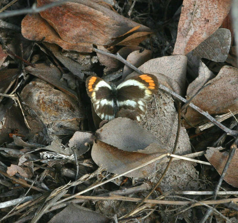 Colotis evippe