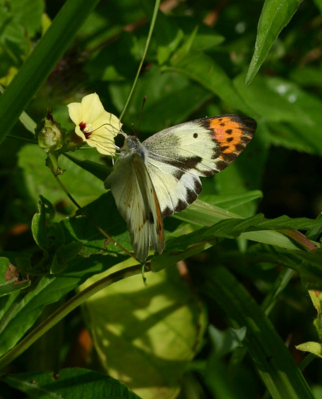 Colotis ione