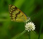 Colotis vesta