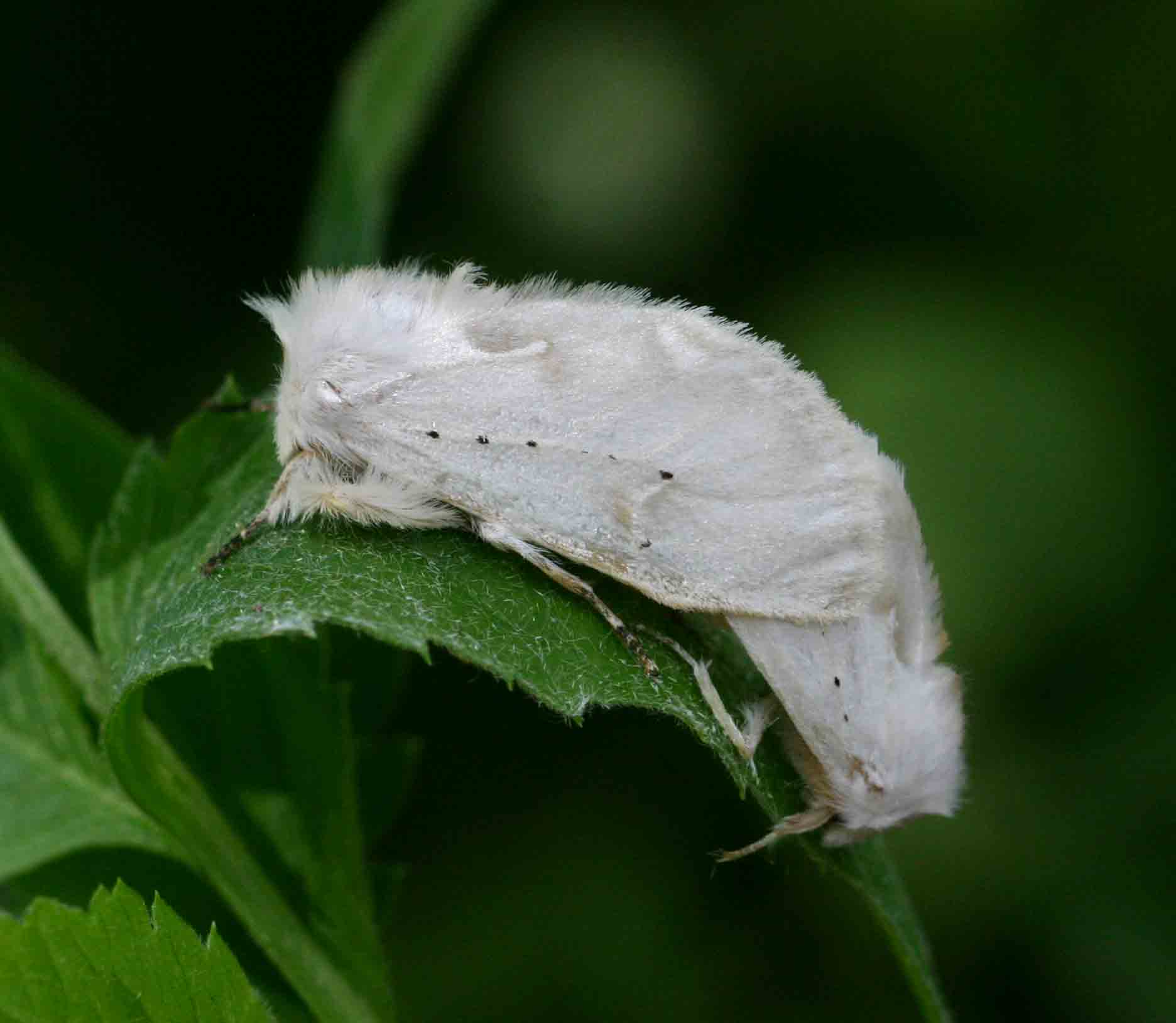 Naroma varipes