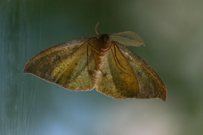 Omizodes ocellata