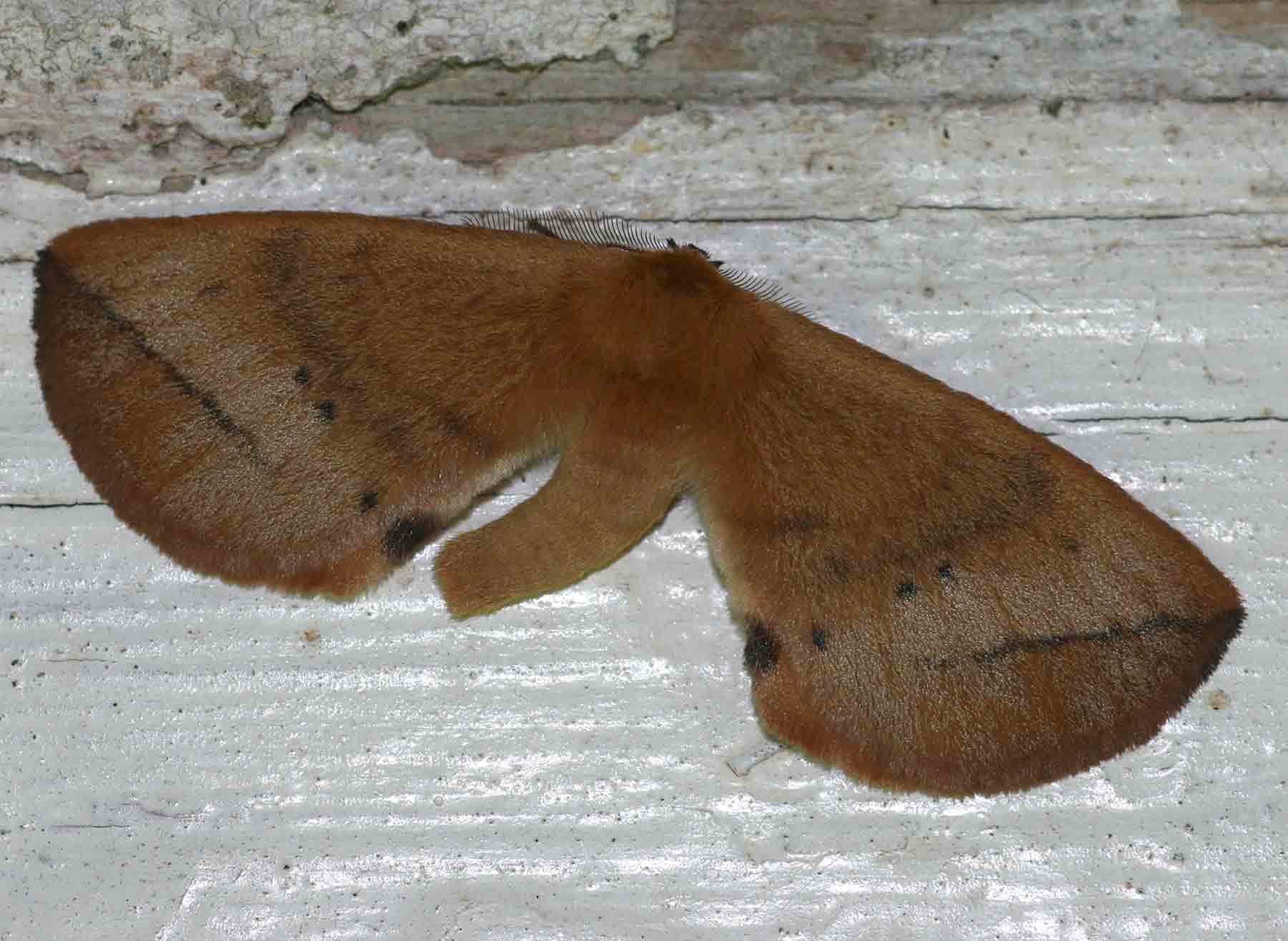 Stenoglene obtusus