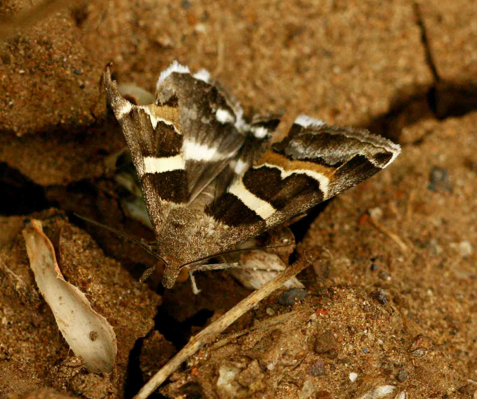 Grammodes stolida