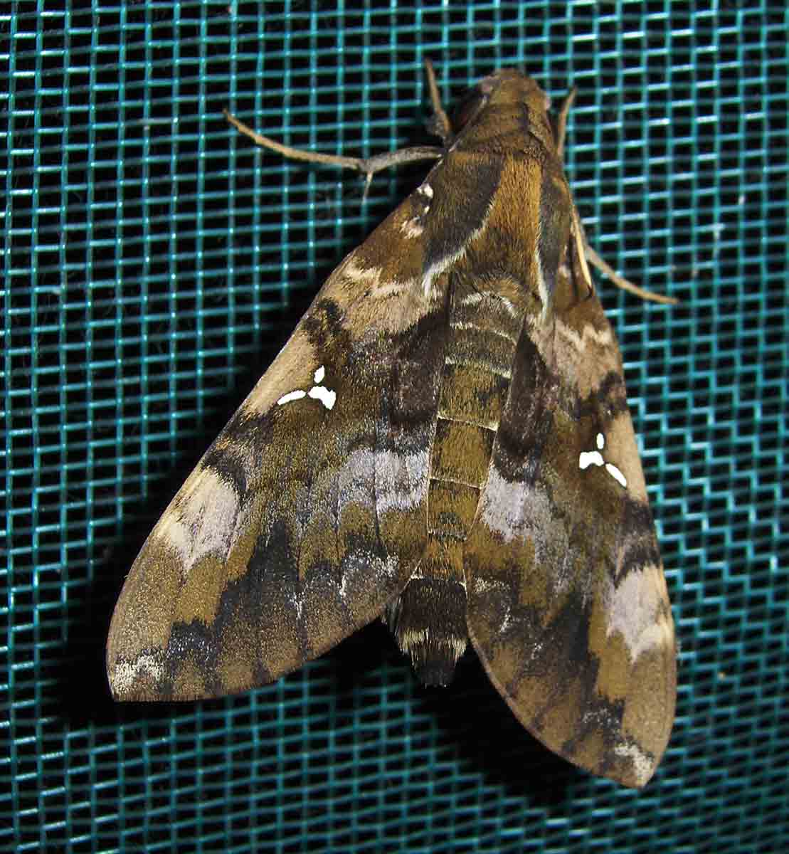 Nephele accentifera
