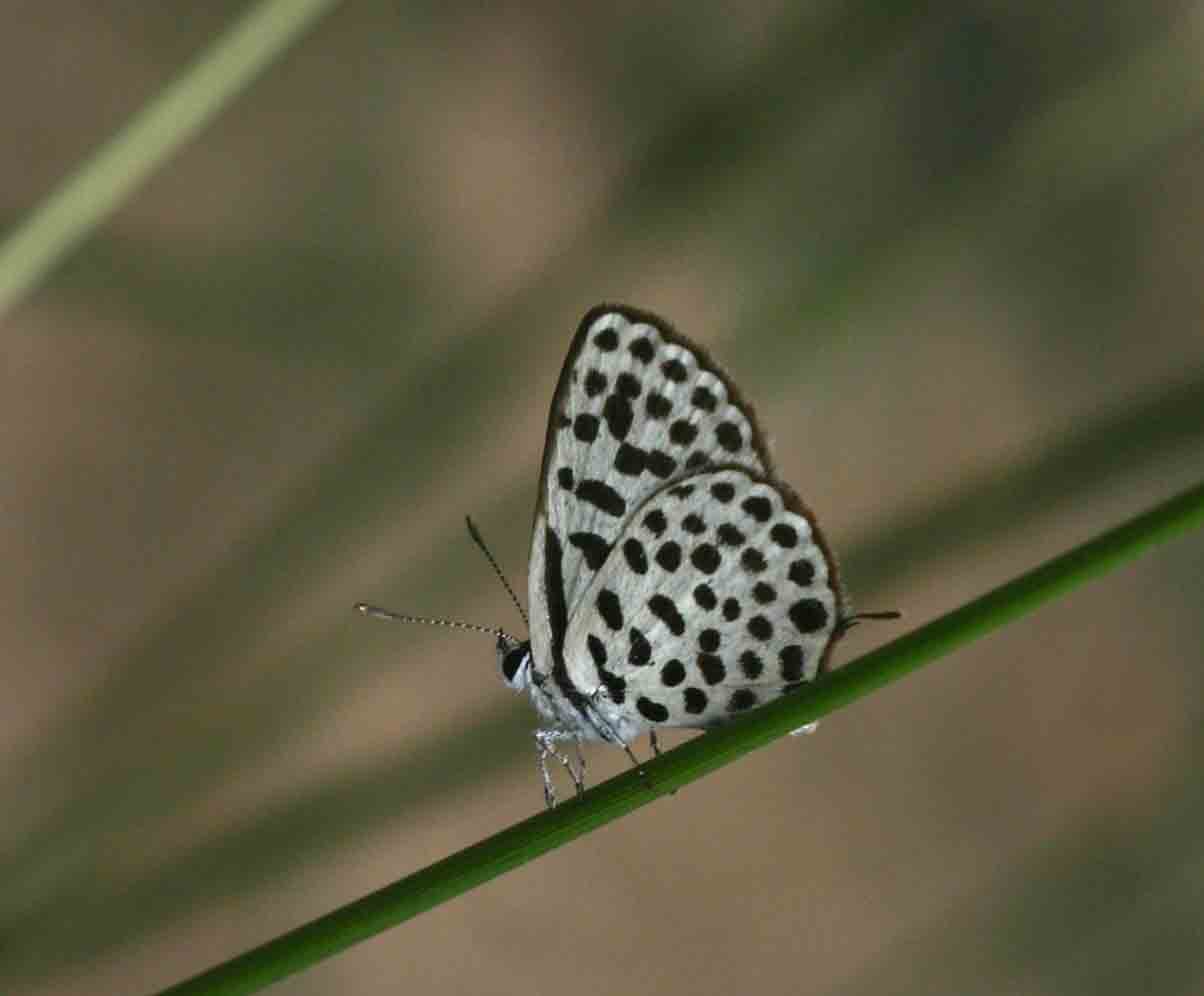 Tarucus sybaris