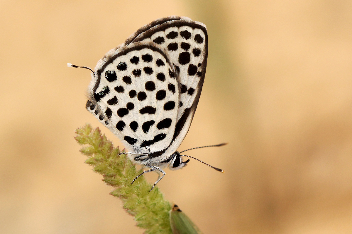 Tarucus sybaris