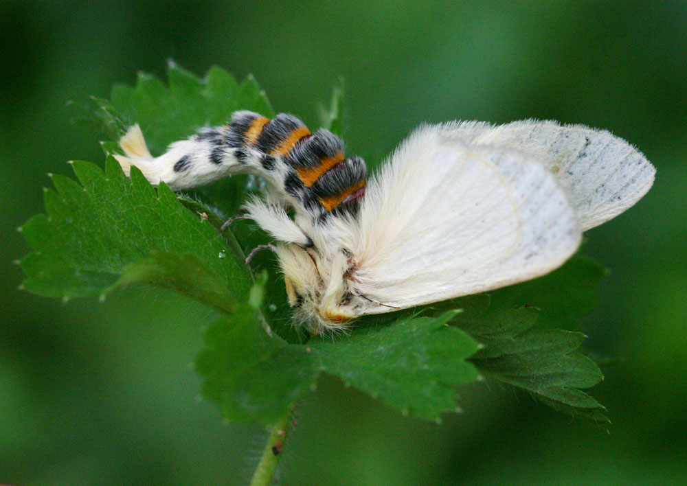 Antheua simplex