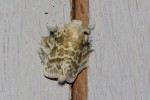 Eucraera gemmata