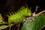 Argema mimosae