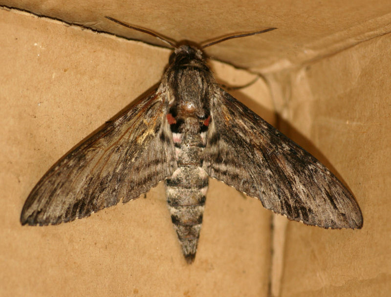 Agrius convolvuli