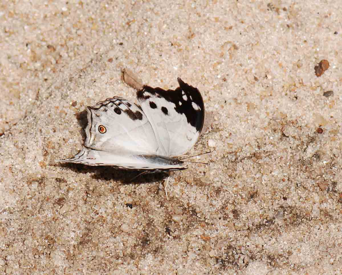 Salamis anacardii