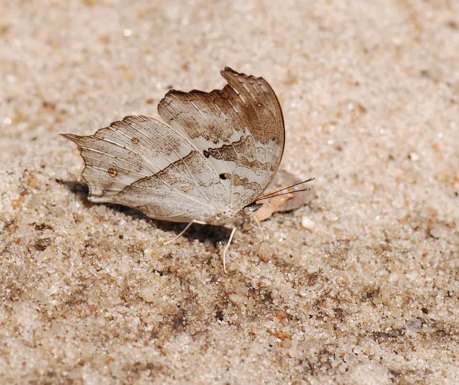 Salamis anacardii