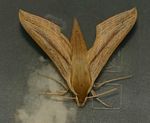 Hippotion balsaminae