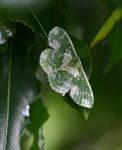 Rhodesia viridalbata