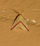 Rhodometra sacraria