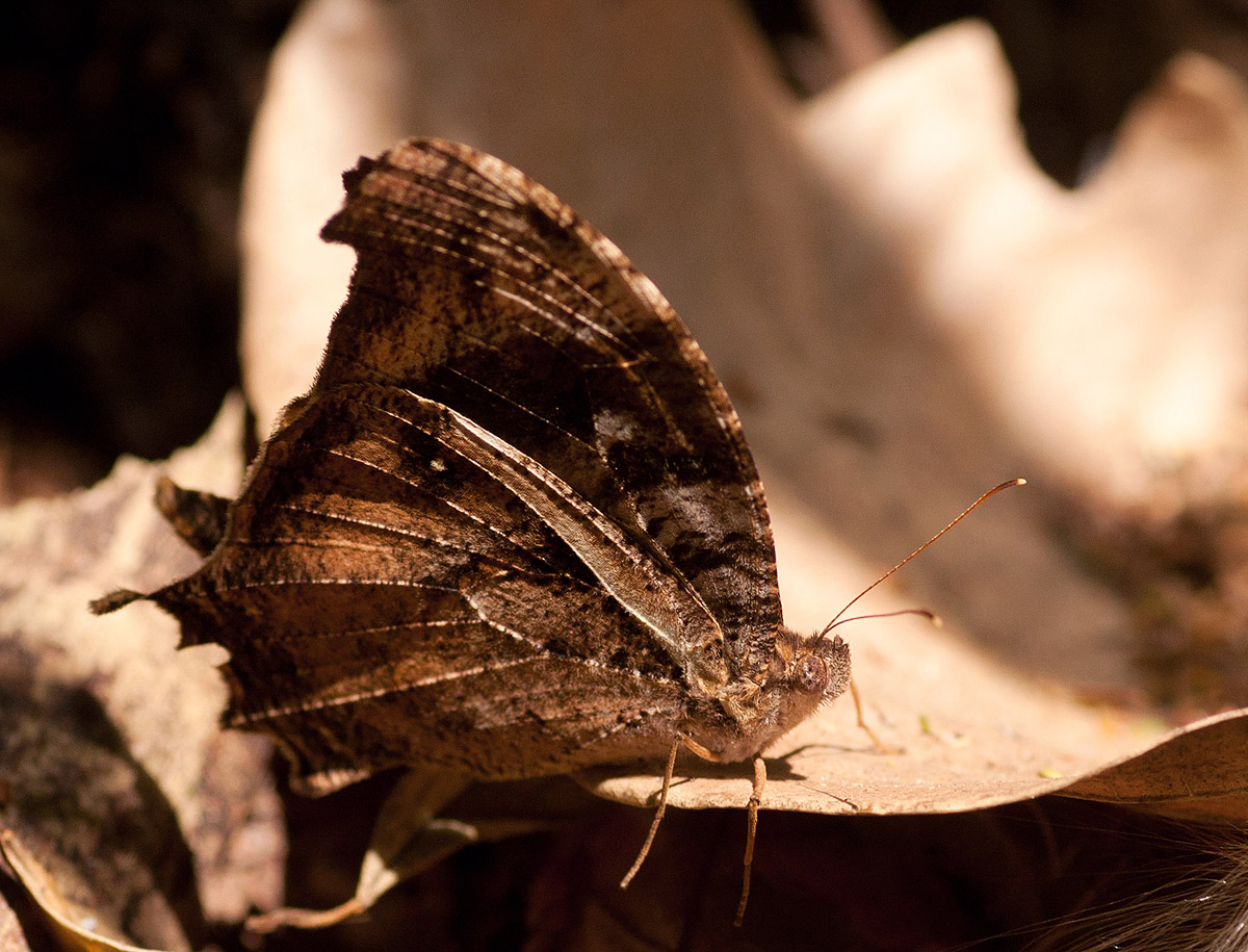 Gnophodes betsimena