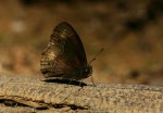 Bicyclus condamini