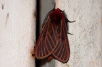 Metarctia lateritia