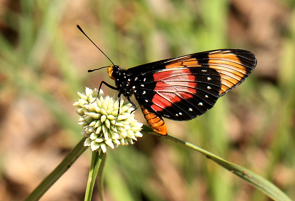 Acraea anemosa