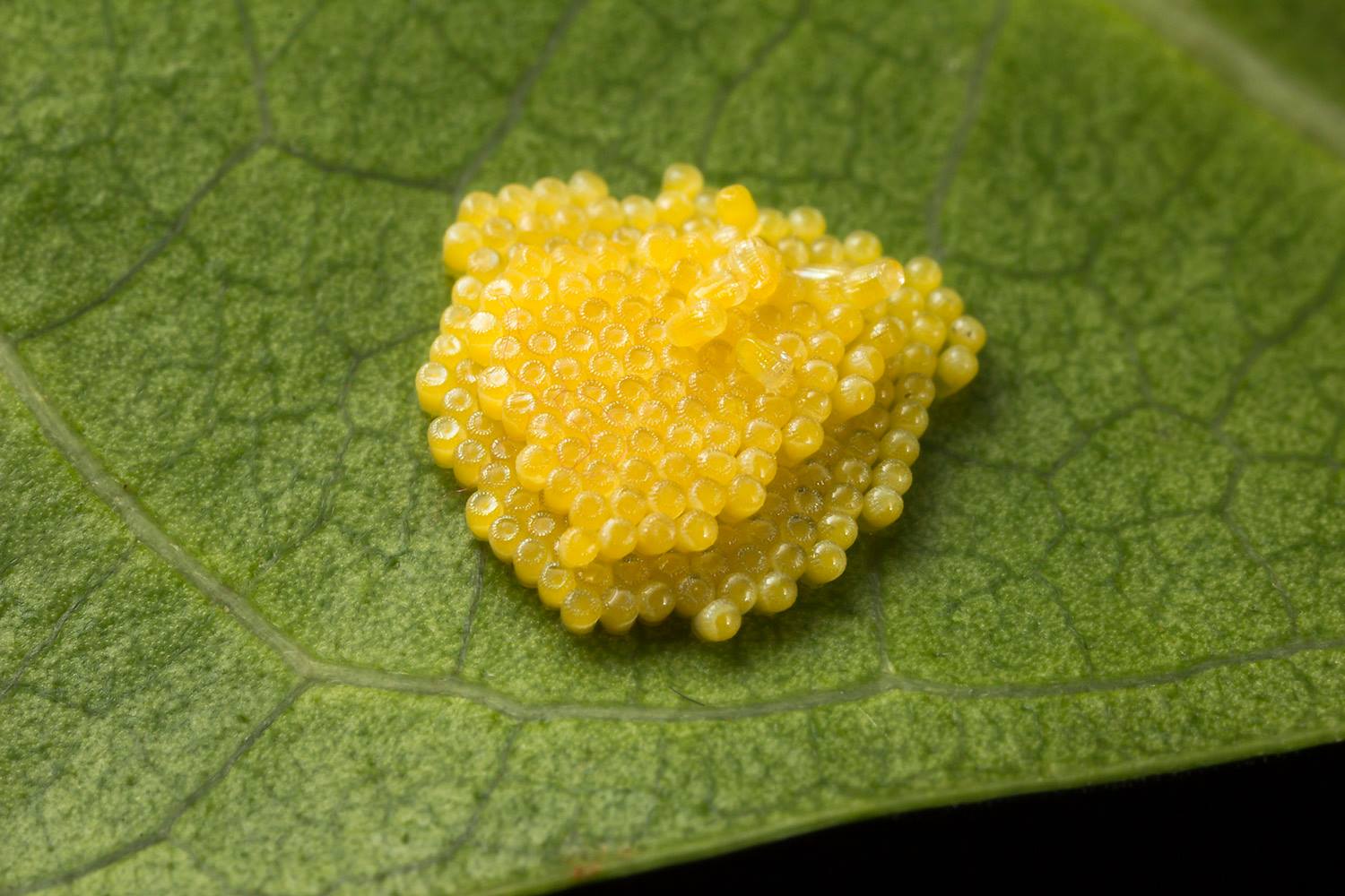 Hyalites igola