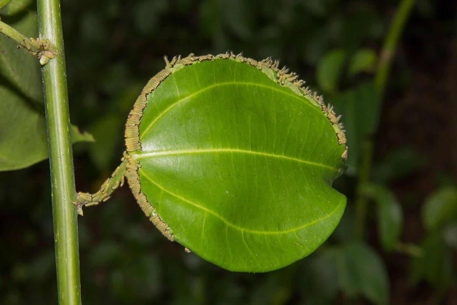 Hyalites igola