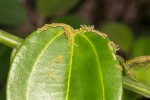 Hyalites igola