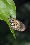 Hyalites igola