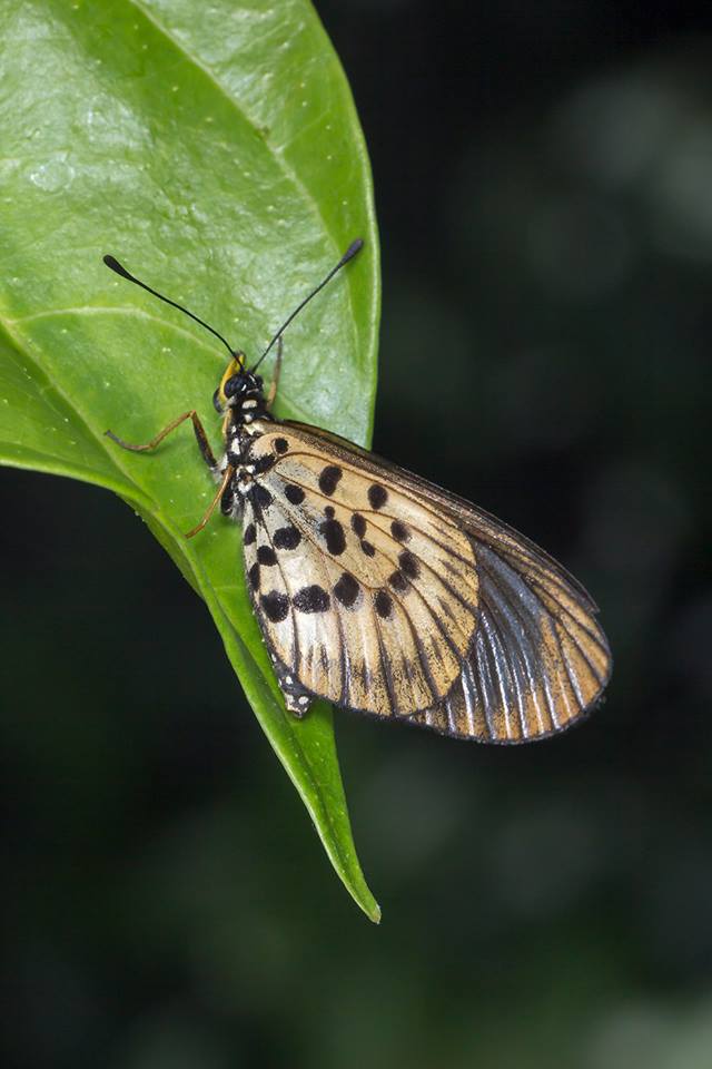 Hyalites igola