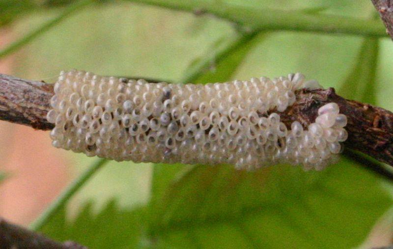 Bombycomorpha bifascia