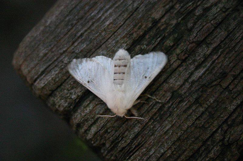 Bombycomorpha bifascia