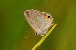 Eicochrysops messapus