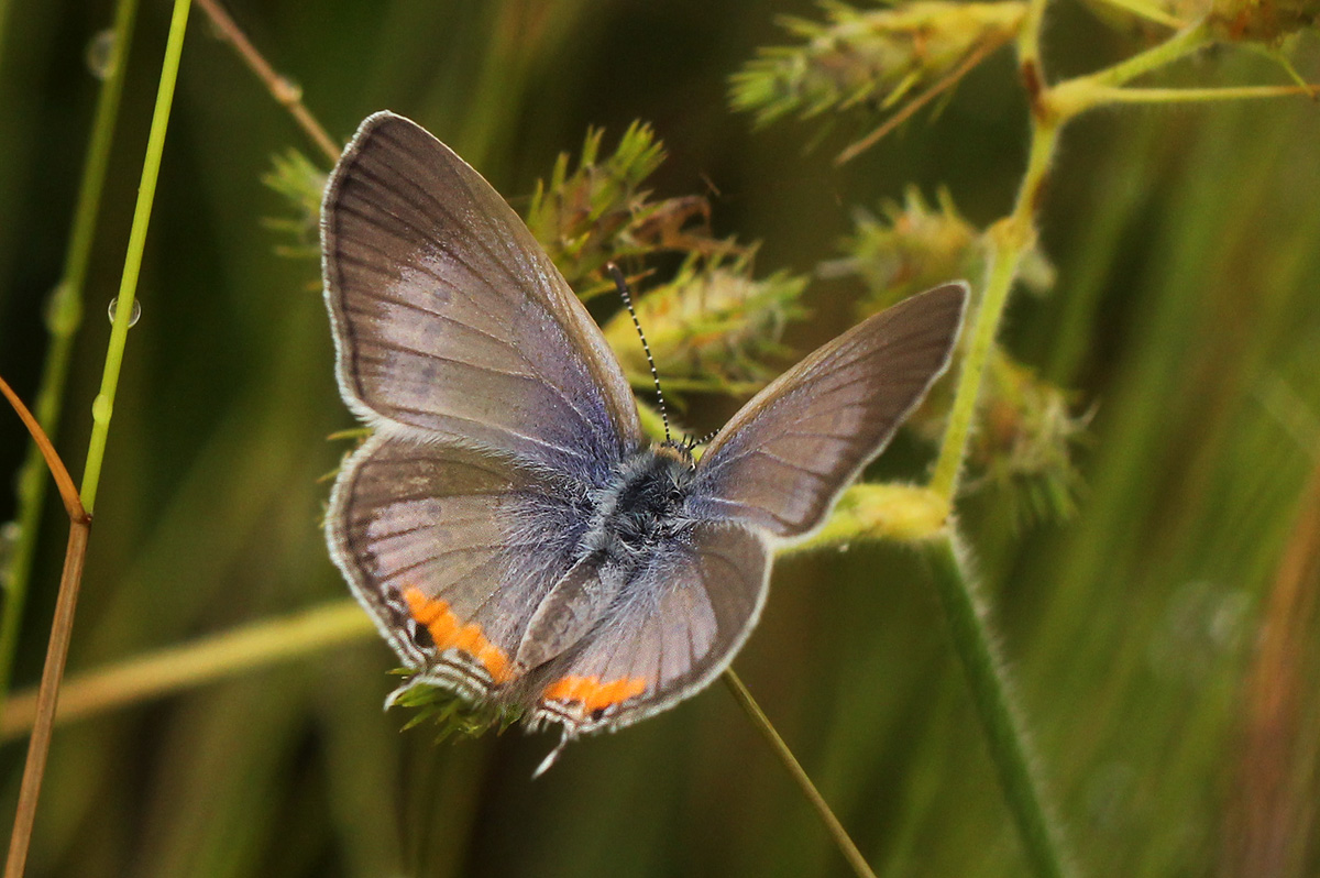 Cupidopsis jobatus