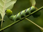 Coelonia fulvinotata