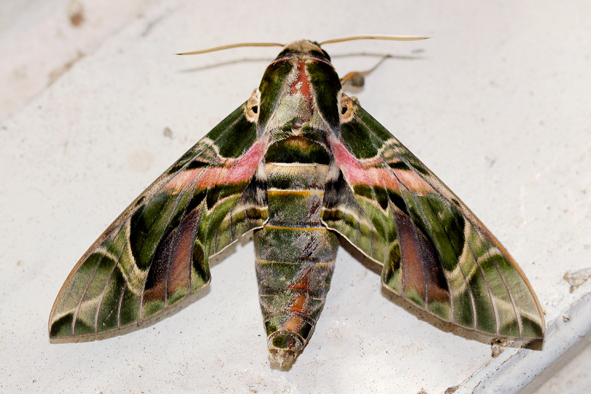 Daphnis nerii