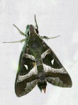 Nephele argentifera