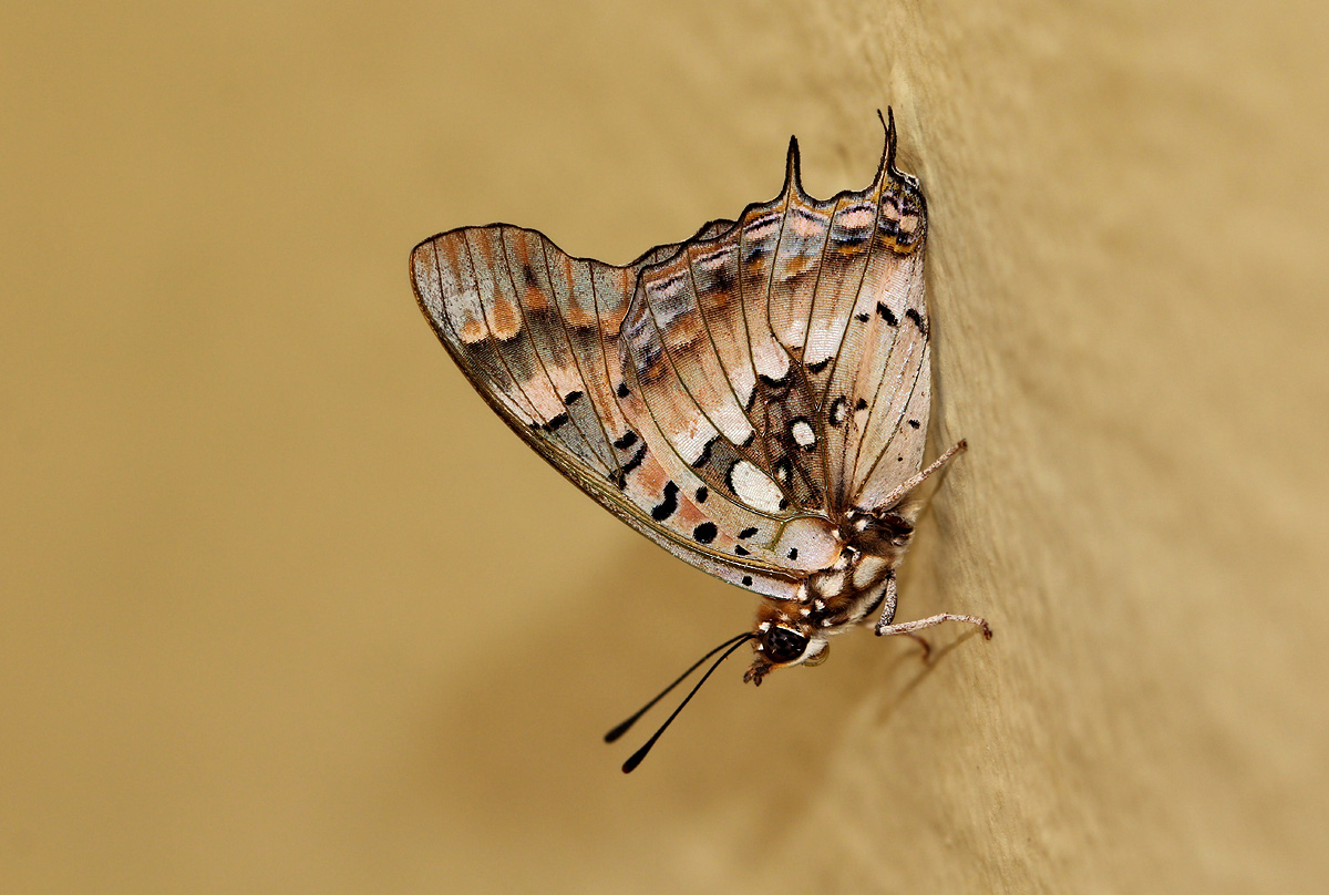 Charaxes jahlusa