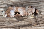 Ariathisa abyssinia