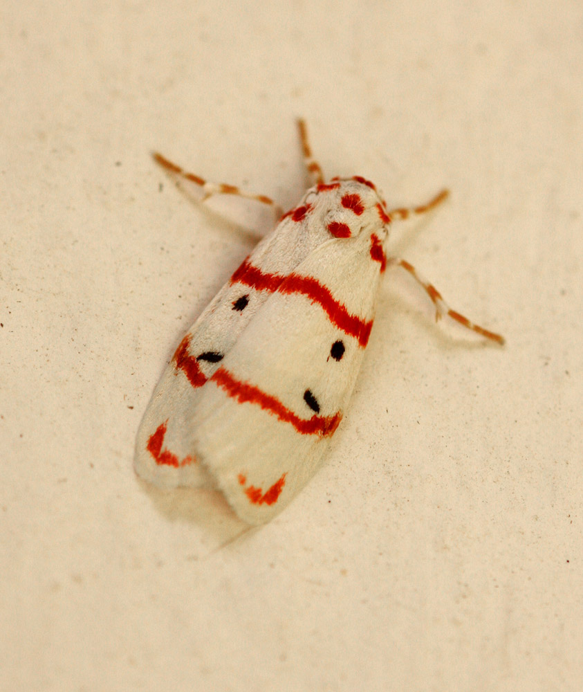 Cyana pretoriae