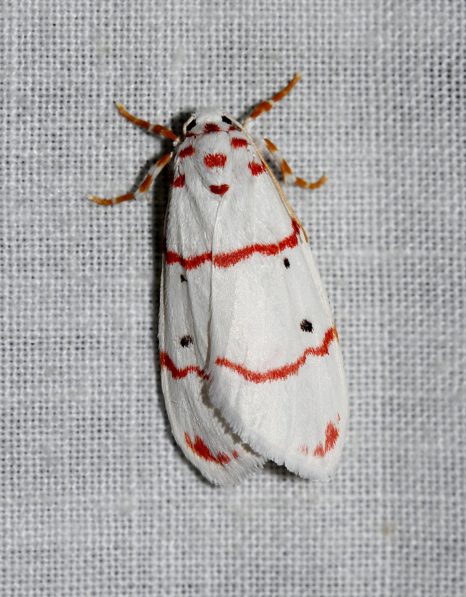 Cyana pretoriae