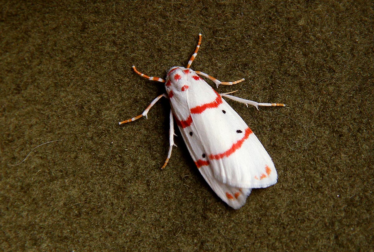 Cyana pretoriae