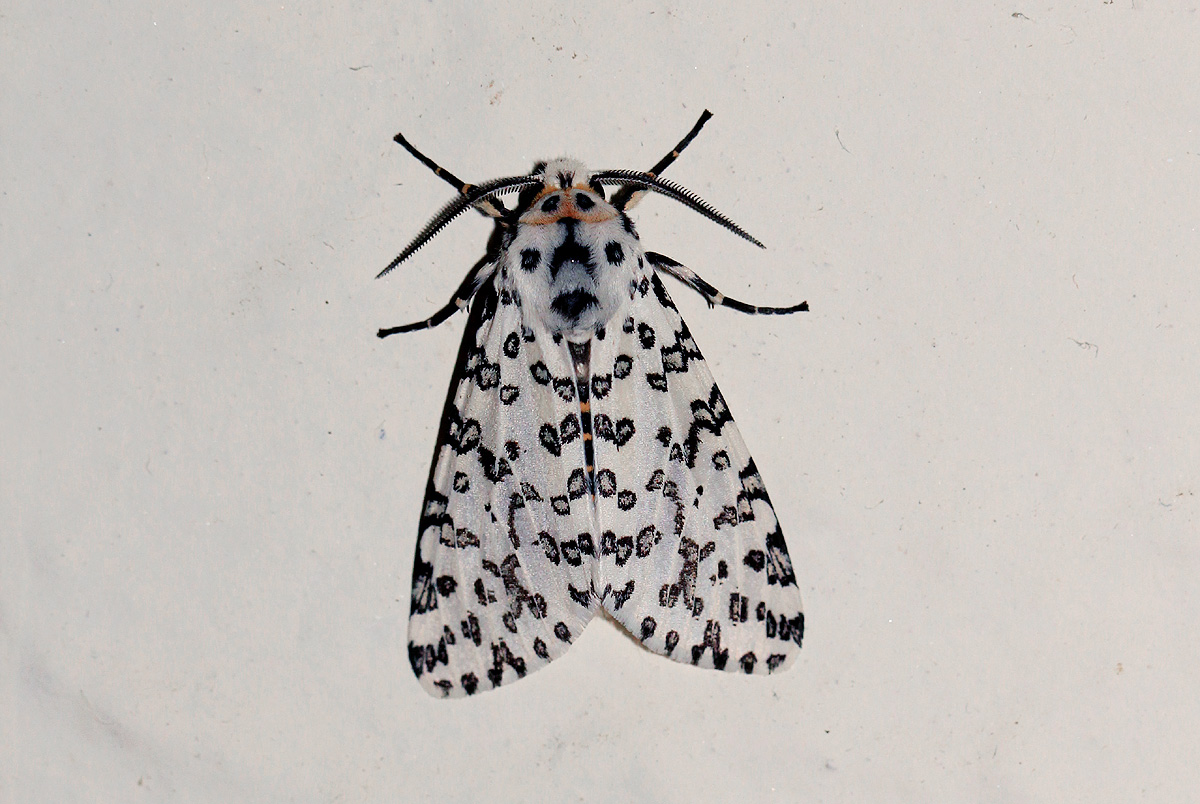 Alpenus maculosa