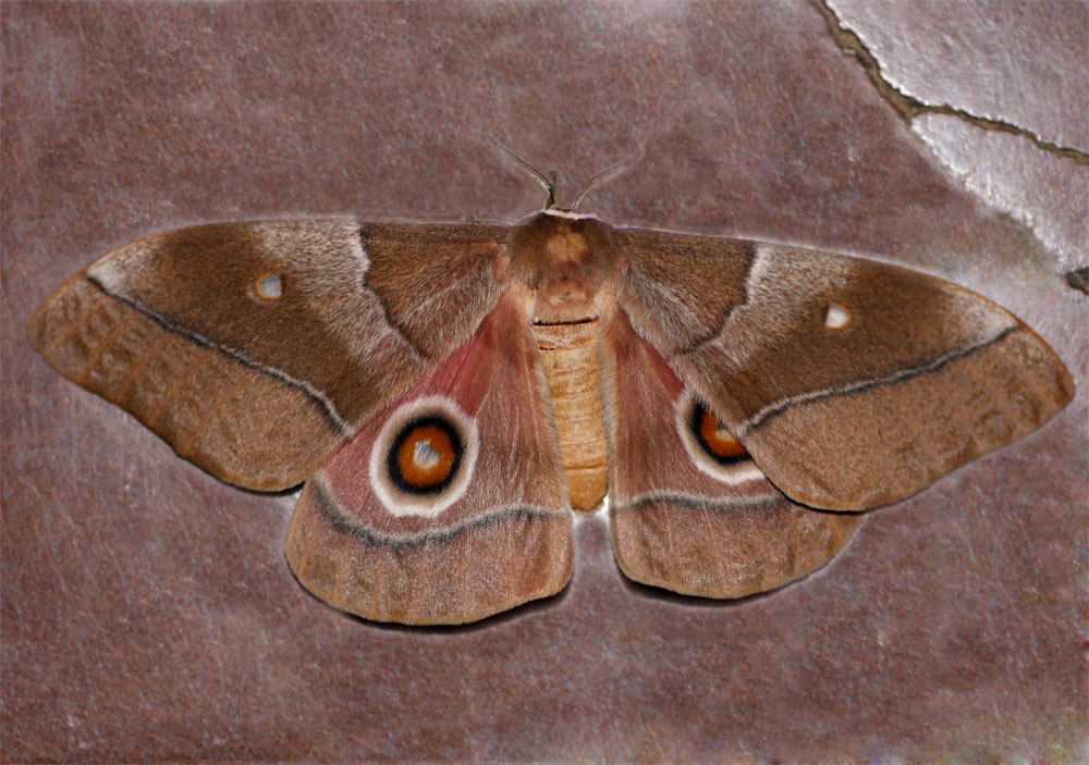Gonimbrasia belina