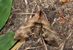 Rufoclanis numosae