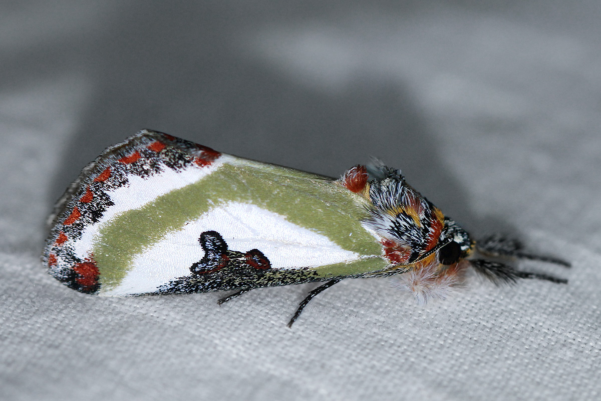 Ovios capensis