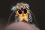 Ovios capensis