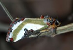 Ovios capensis