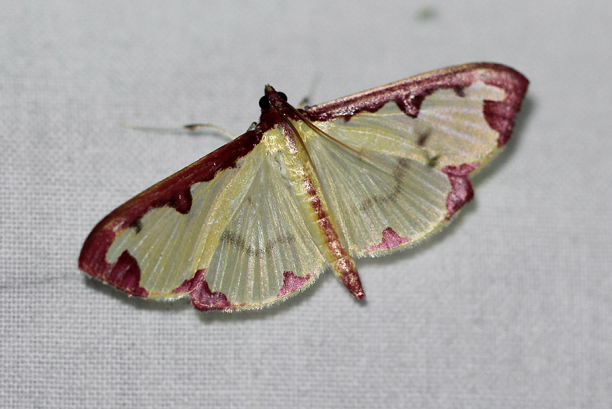 Cadarena Pudoraria