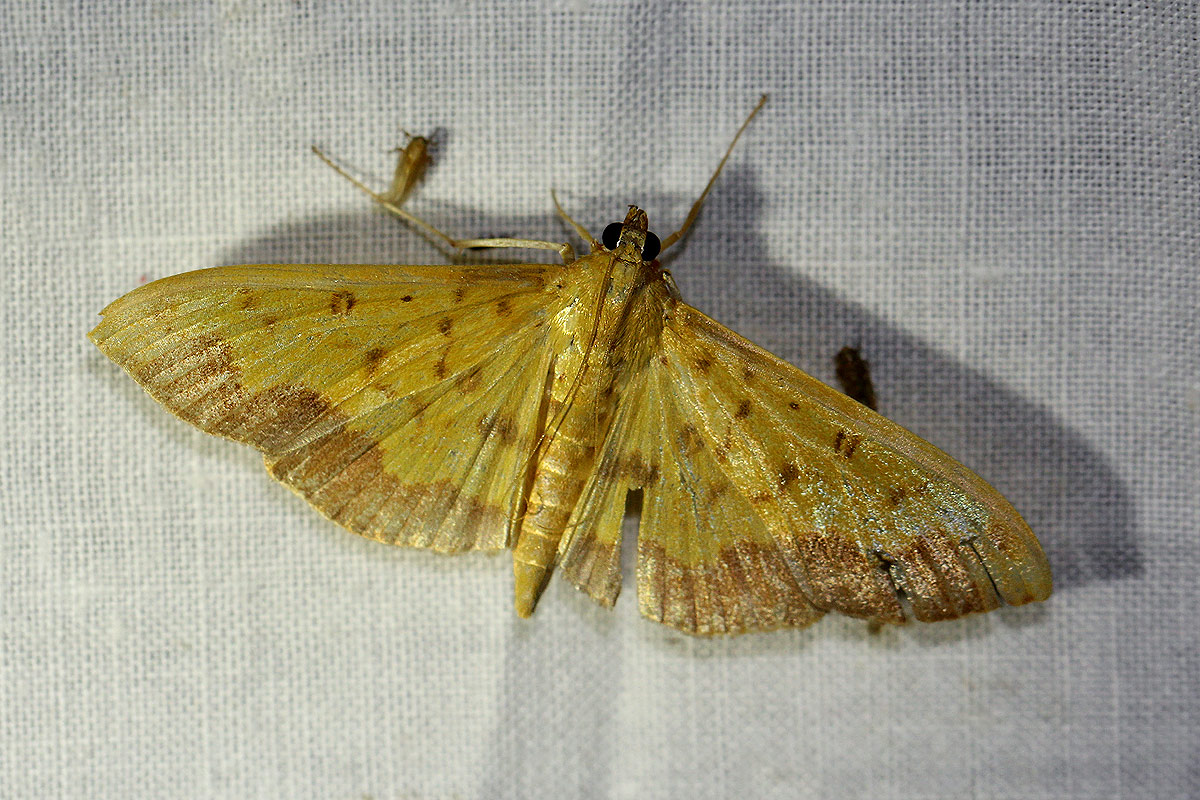Botyodes asialis