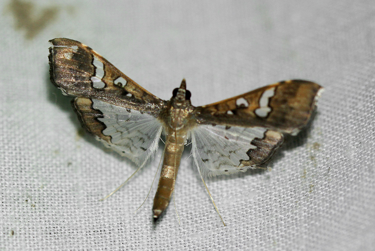 Maruca vitrata